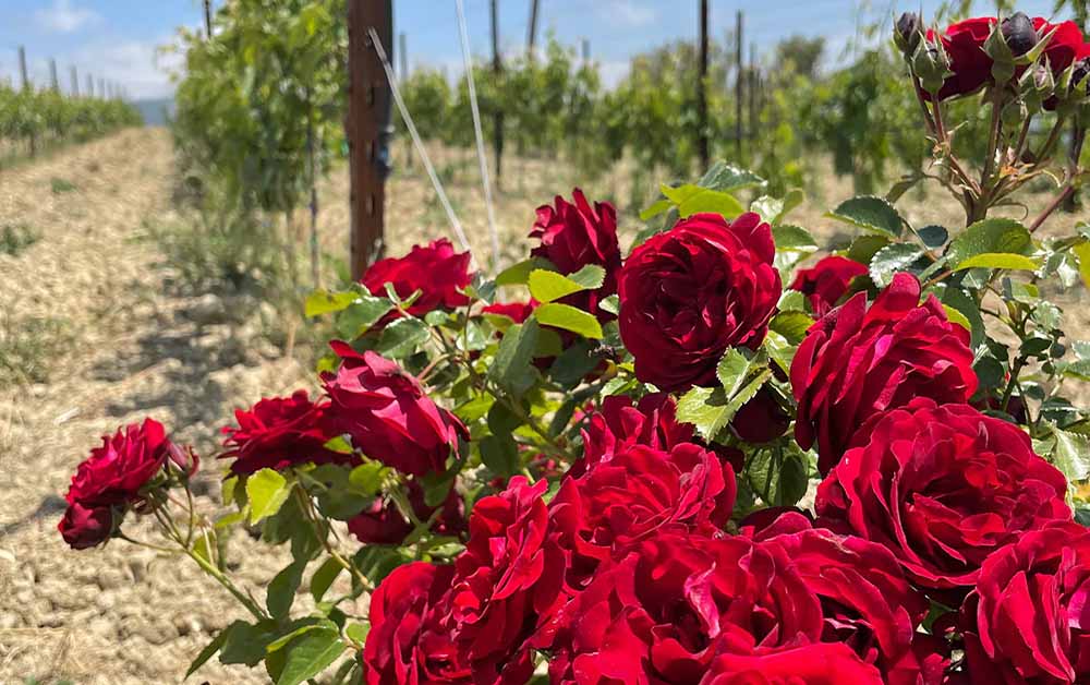 The significance of the roses at the beginning of the vineyard row