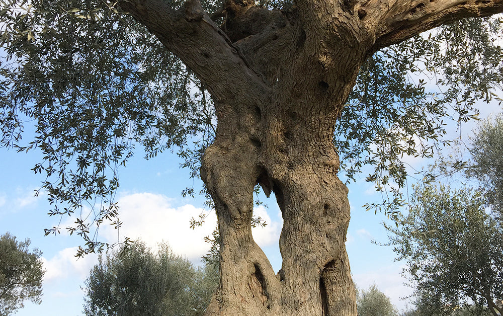 UMA heart tree