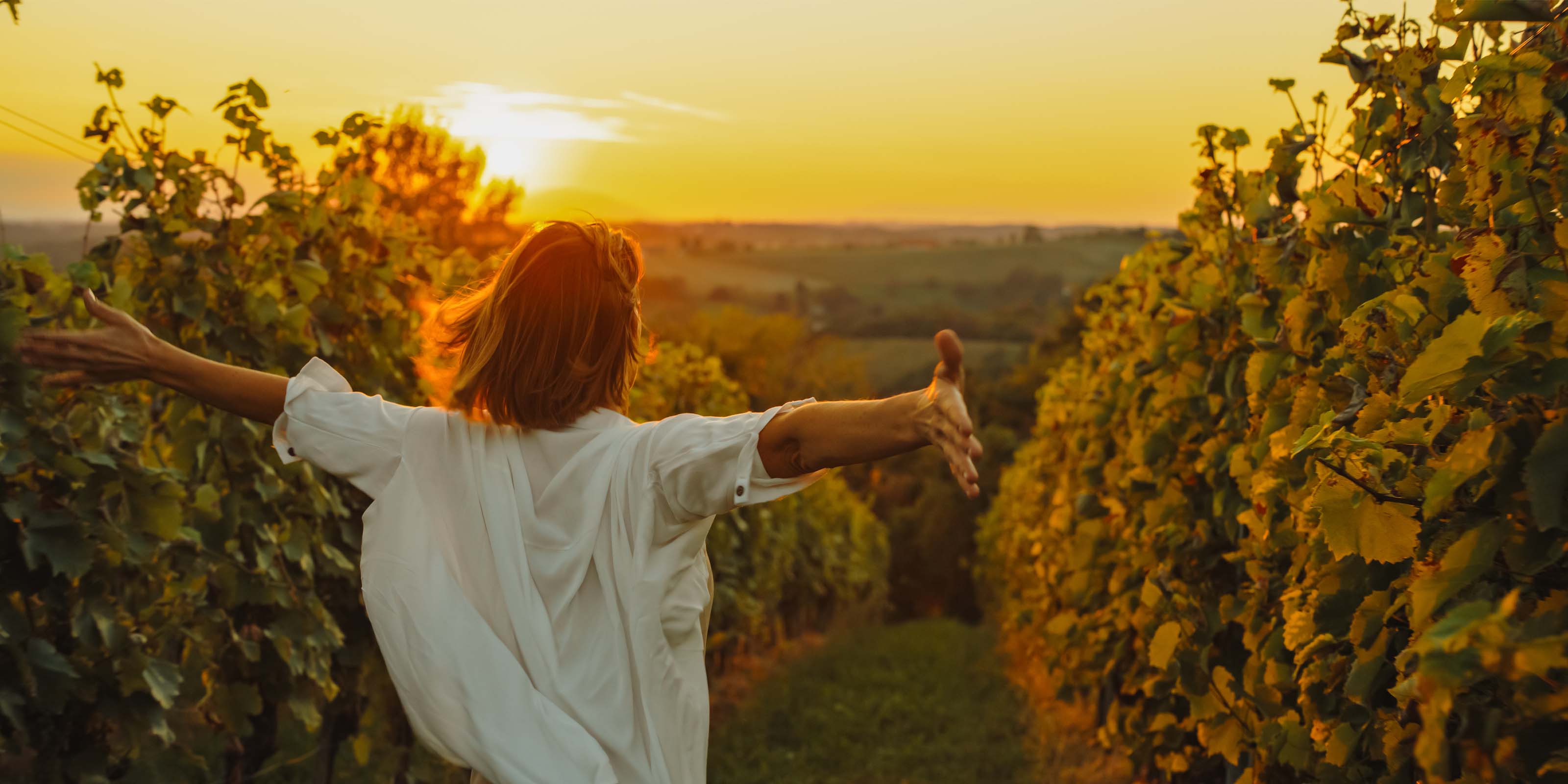 Sunset over the vineyards and olive groves of UMA Casanatura