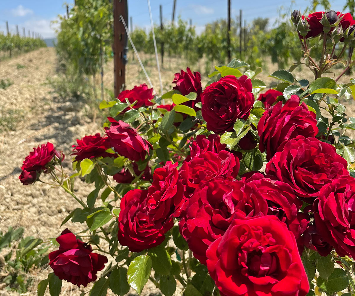 The significance of the roses at the beginning of the vineyard row
