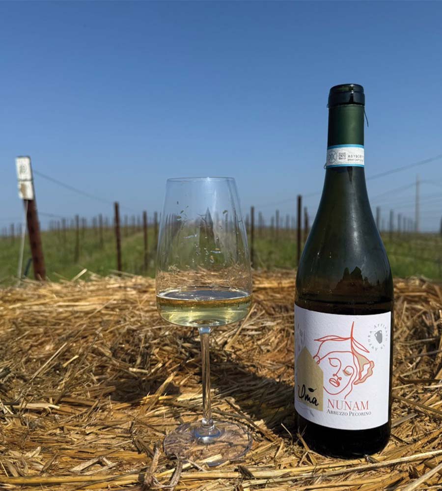 Organic Pecorino wine in the vineyards of Abruzzo at sunset
